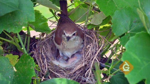 bird nest in a backyard ecosystem