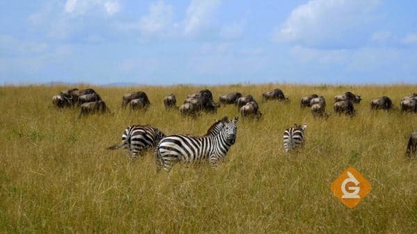 zebras in a Savannah ecosystem