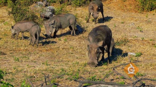 feral pigs eating grass which are an invasive species