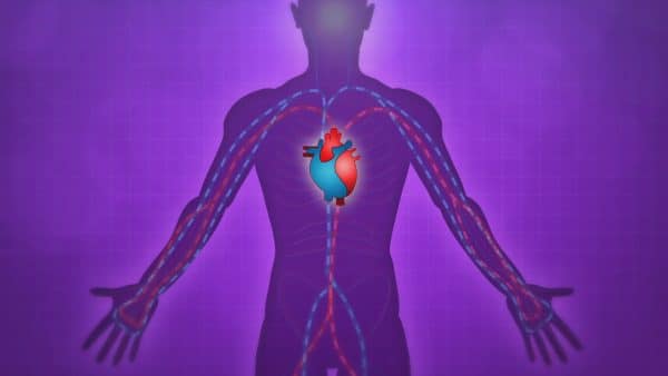 circulatory system animation labeled