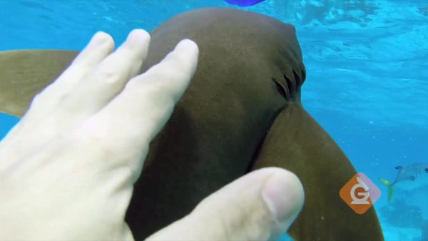 touching the skin of a shark to collect evidence