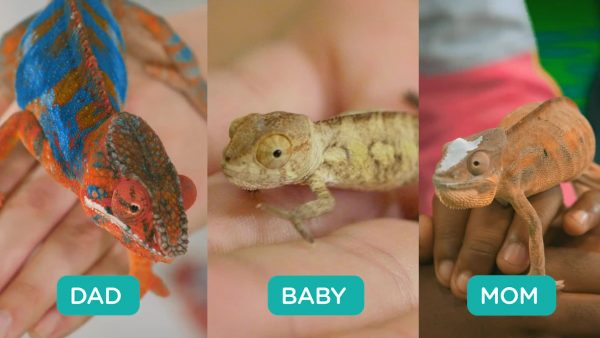 comparing the inherited traits of three chameleons 