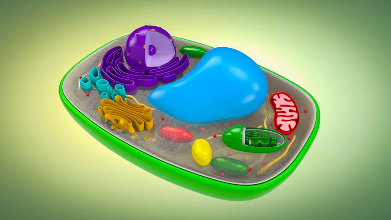 Read About Basic Cell Organelles Life Science For Grades 6 8