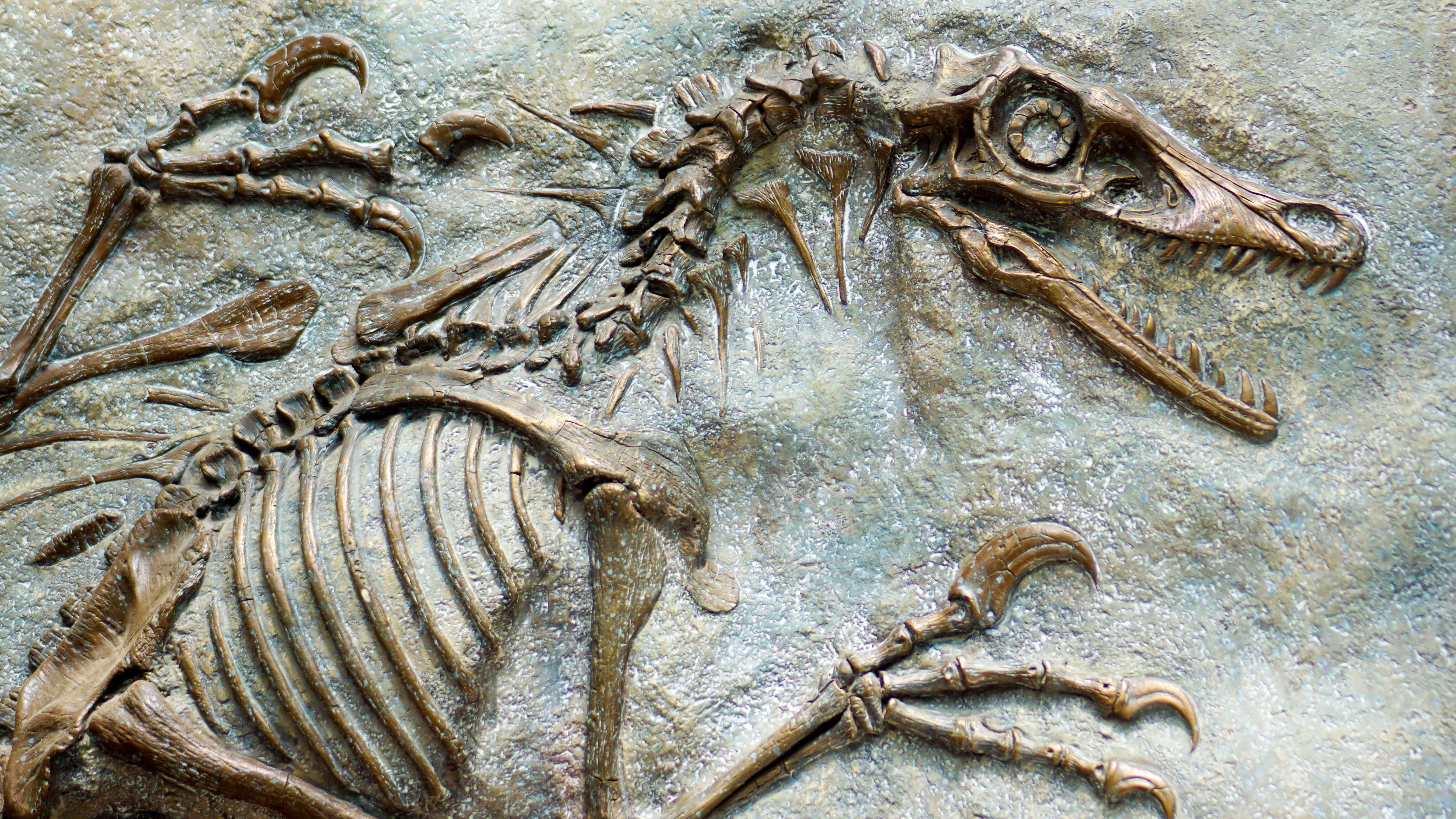 Read About The Fossil Record Science For Grades 6 8 Printable 