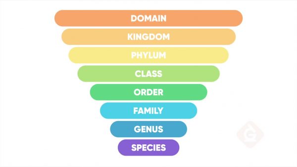 domain science classification