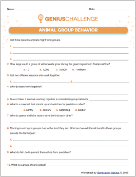 Animal Group Behavior Printable Worksheet