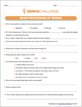 Brain Processing of Senses Printable Worksheet