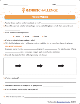 Food Webs Printable Worksheet
