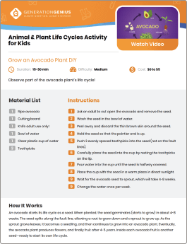 Animal & Plant Life Cycles DIY Activity