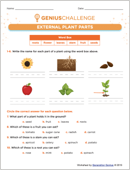 Parts of a Plant Printable Worksheet