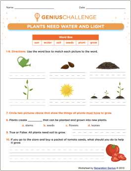 Plants Need Water And Light Printable Worksheet